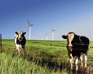 This wind farm isn't in Virginia, and APCo's proposal doesn't include building any new wind. But the cows are cute. Photo credit: NREL